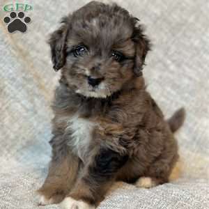 Tessa, Mini Aussiedoodle Puppy